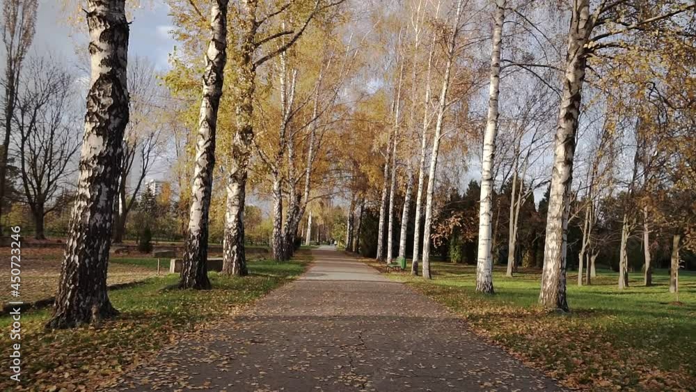 Camera moving through empty autumnal city park in sunny day. Long alley is covered with bright fall foliage. Beautiful autumn landscape with sunshine at background. POV Camera moving through empty autumnal city park in sunny day. Long alley is covered with bright fall foliage. Beautiful autumn landscape with sunshine at background. POV