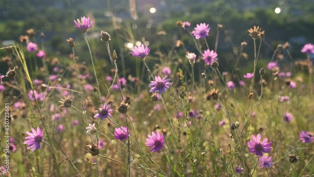 Scenic view of wildflowers in meadow Scenic view of wildflowers in meadow
