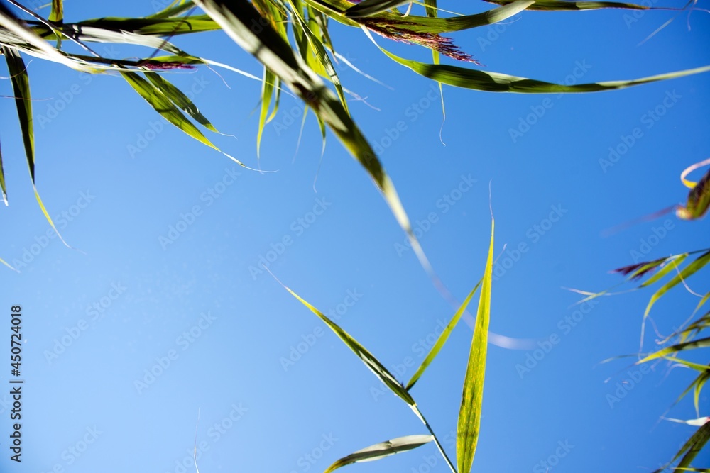 Green grass, sunshine behind of leaves and blue sky background, copy space for text Green grass, sunshine behind of leaves and blue sky background, copy space for text