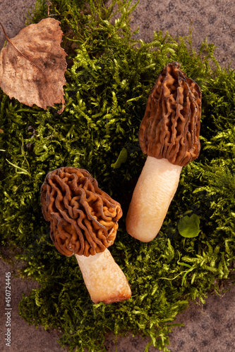 Detail shot of Verpa bohemica - edible and tasty mushroom. photo