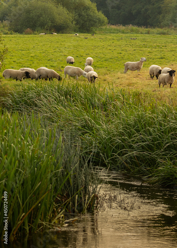 Marsh Raised Lambs on pasture