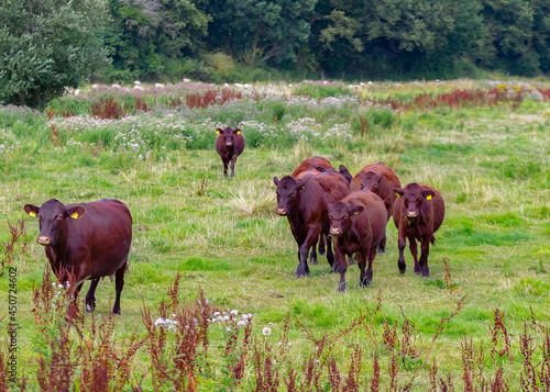 Tableau sur toile Sussex cattle on marsh grazing
