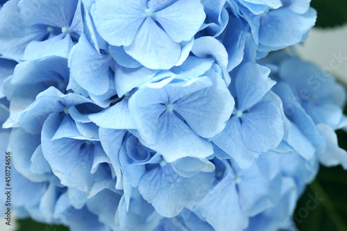 Fototapeta Naklejka Na Ścianę i Meble -  Blue hydrangea flower close up