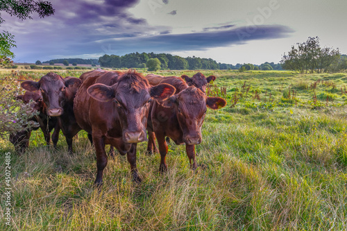 Fototapeta Naklejka Na Ścianę i Meble -  Sussex cattle on marsh grazing