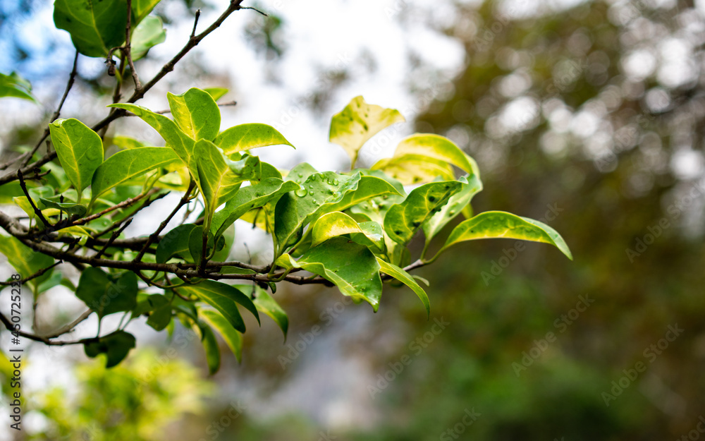 Blotchy green leaves against bokeh Blotchy green leaves against bokeh