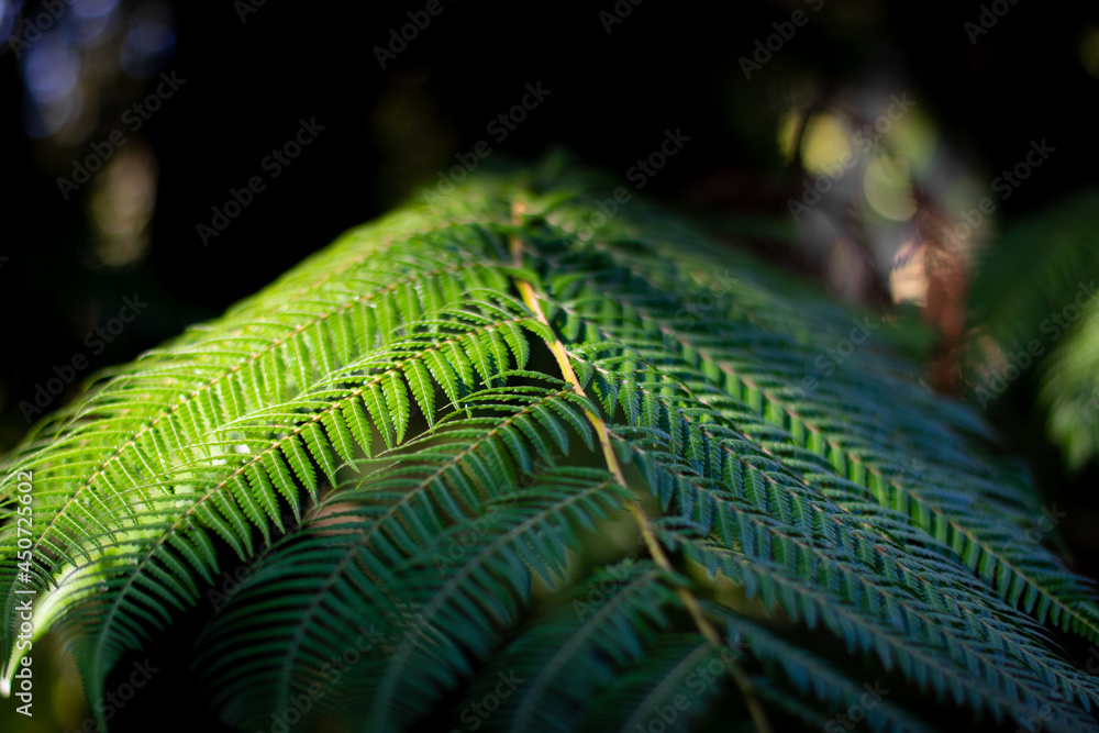 Close up of fern leaf