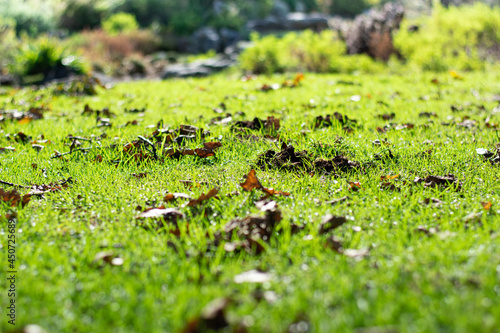 Leaves scattered in green grass in glistening sun