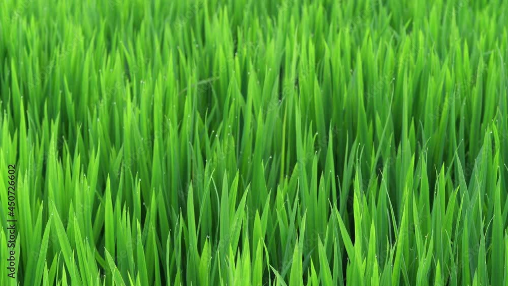 Rice fields in Northeast China in July Rice fields in Northeast China in July