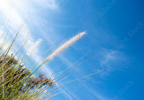 Grass seed head against bright blue sky