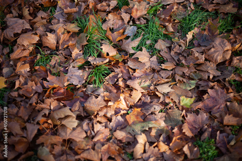 Autumn or Fall leaves on park floor in the evening sun