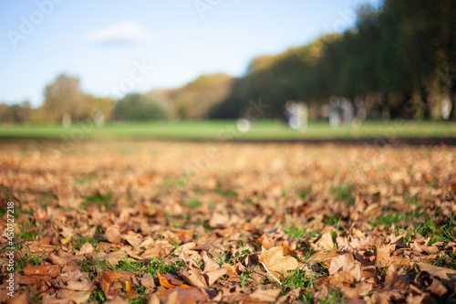 Fall or Autumn leaves on grass on a sunny day in London park, with blurry out of focus background