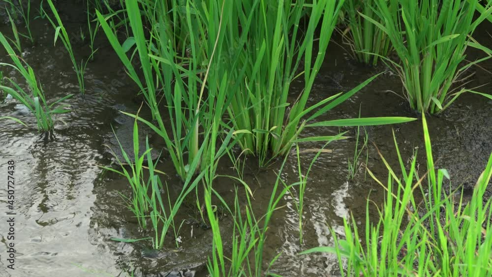 Rice fields in Northeast China in July Rice fields in Northeast China in July