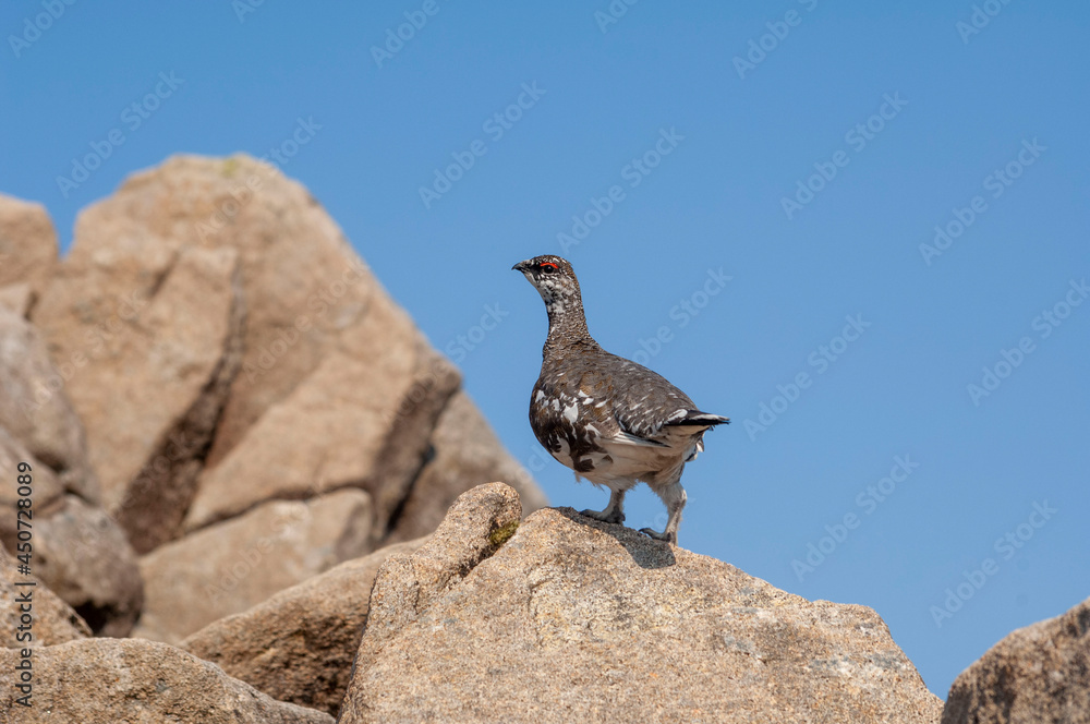 Yalangoch yogoch grouse fotosurati Yalangoch yogoch grouse fotosurati