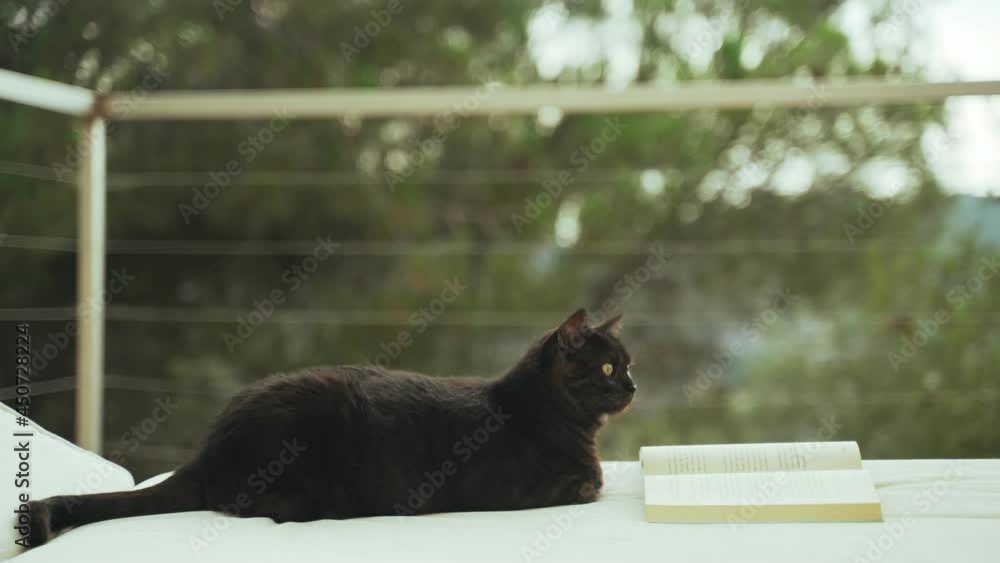 Funny black cat chilling on the chaise lounge with a book. Serious fat cat reading a novel. Cute fluffy domestic cat enjoying good literature. Adorable animal. Summer vibe. Outdoor chill on sunny day Funny black cat chilling on the chaise lounge with a book. Serious fat cat reading a novel. Cute fluffy domestic cat enjoying good literature. Adorable animal. Summer vibe. Outdoor chill on sunny day