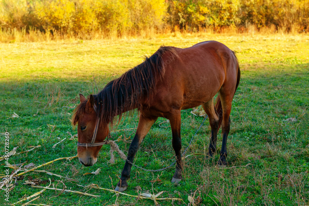 Fototapeta premium Young horse in the shadow on the meadow