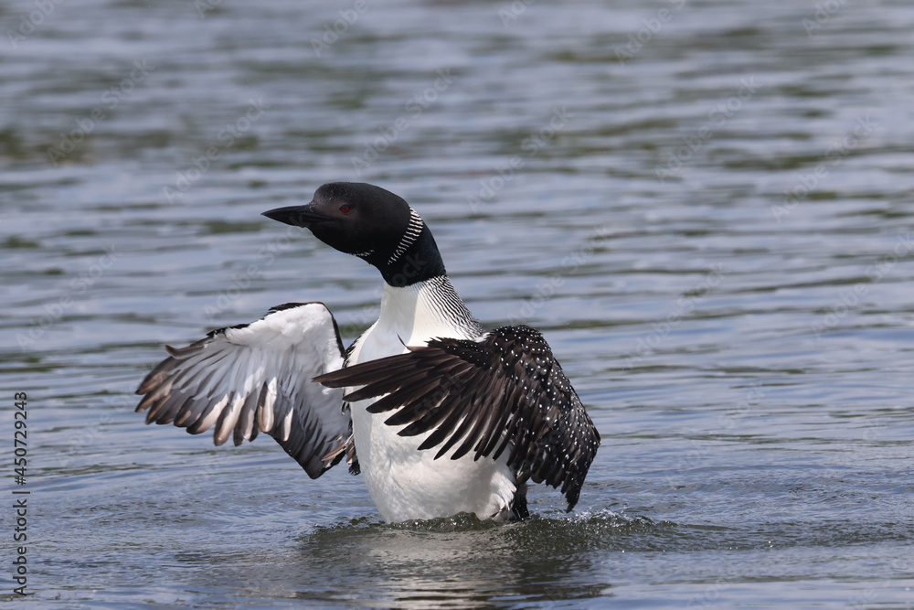 Northern Loon swimming, flapping, shaking water off its wings and preening on the lake on a bright summer day Northern Loon swimming, flapping, shaking water off its wings and preening on the lake on a bright summer day