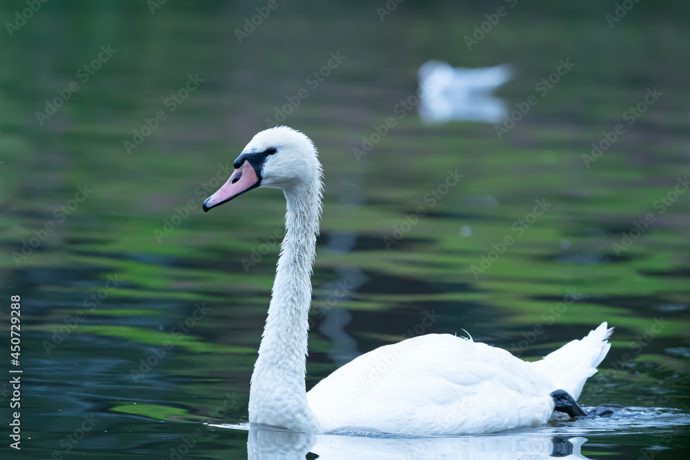 Fototapeta premium swan on the lake