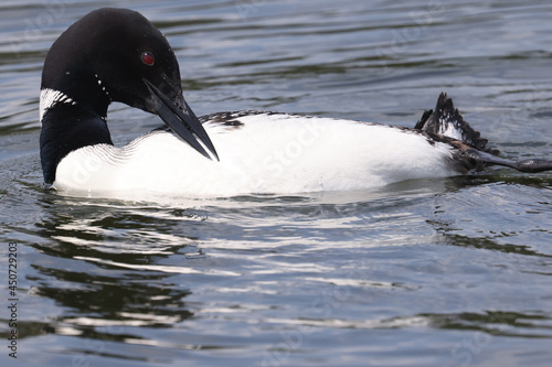 Konstfotografi Northern Loon swimming, flapping, shaking water off its wings and preening on th