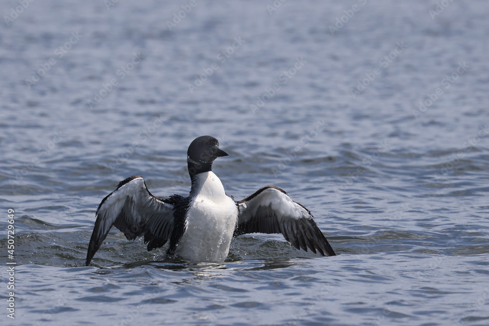 Fototapeta premium Northern Loon swimming, flapping, shaking water off its wings and preening on the lake on a bright summer day