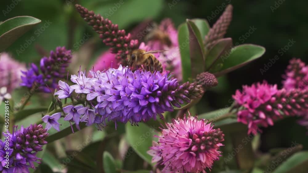 Bees on Hebe Addenda plant in the garden. Bees on Hebe Addenda plant in the garden.