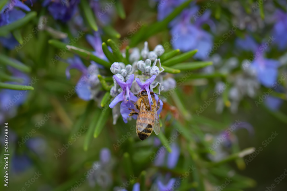 Apis mellifera. Salvia rosmarinus. Ape posata su giore di rosmarino. Apis mellifera. Salvia rosmarinus. Ape posata su giore di rosmarino.