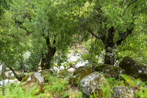 Bosque verde rocoso