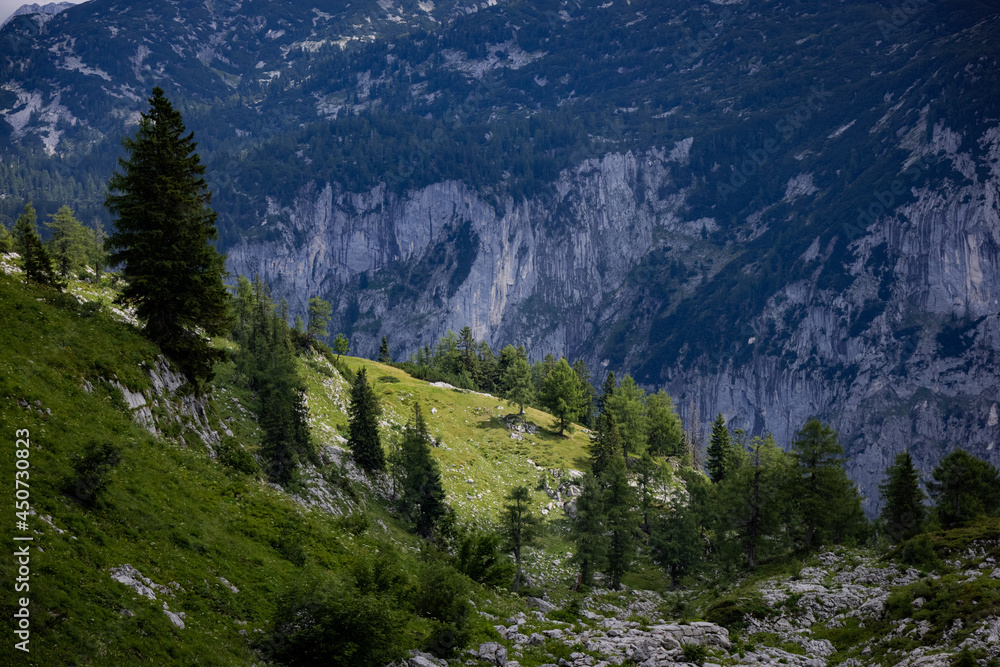 Fototapeta premium Fir trees on the mountains of the Austrian Alps - travel photography