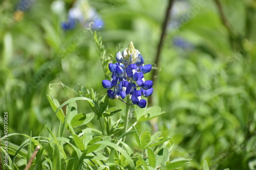 Texas Wildflower Bluebonnets in Feild (ID: 450730826)