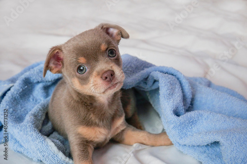 Chihuahua puppy. The puppy looks into the camera. Pets. copy space © Infinity