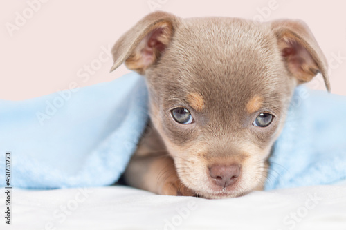 Chihuahua puppy. The puppy looks into the camera. The puppy lies under the blanket on the bed. Macro.