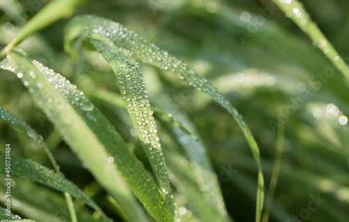 Water drops on a grass, dew on grass green background.