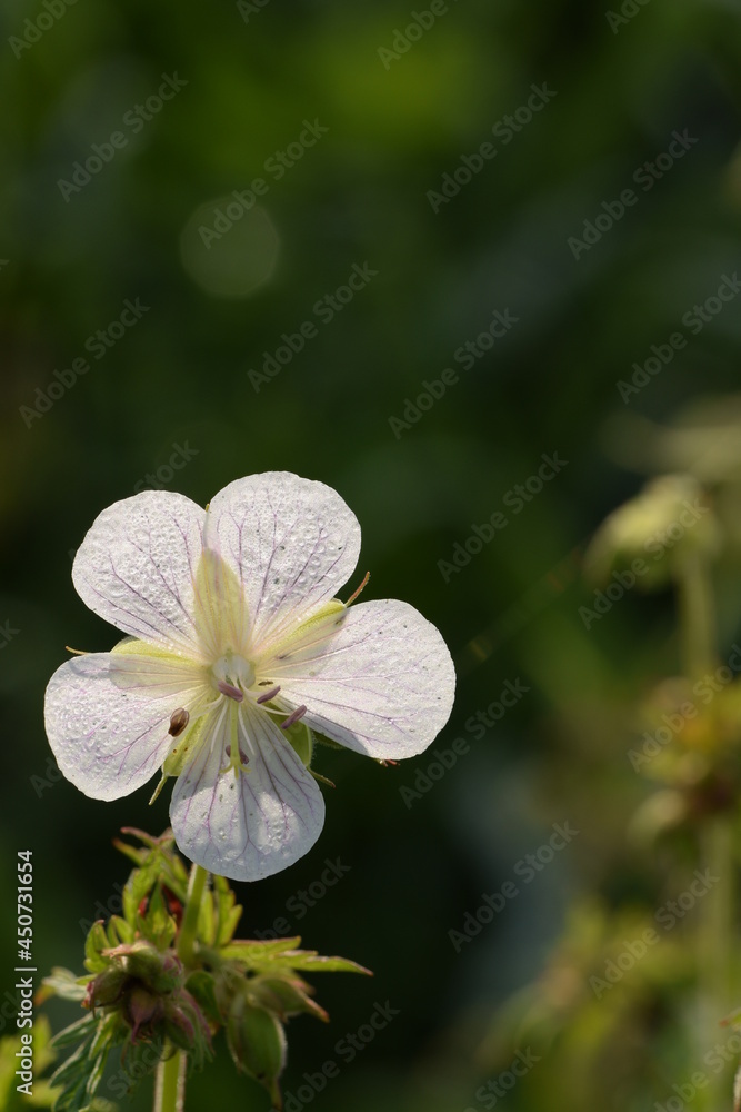 Cranesbills white flower closeup, geranium wild flowers on green bokeh background, floral background with space for text.