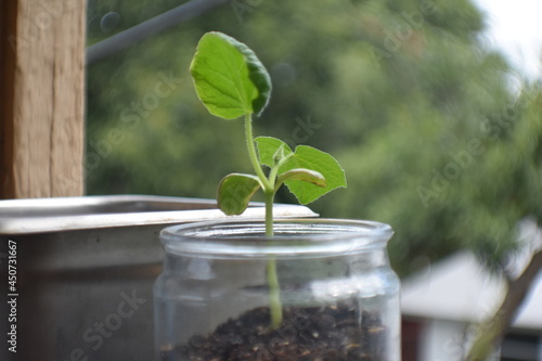cucumber sprout in a jar  (ID: 450731667)
