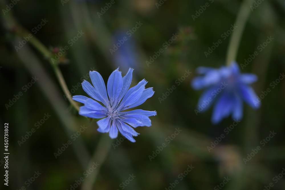 Fototapeta premium Common chicory flowers on wild meadow.
