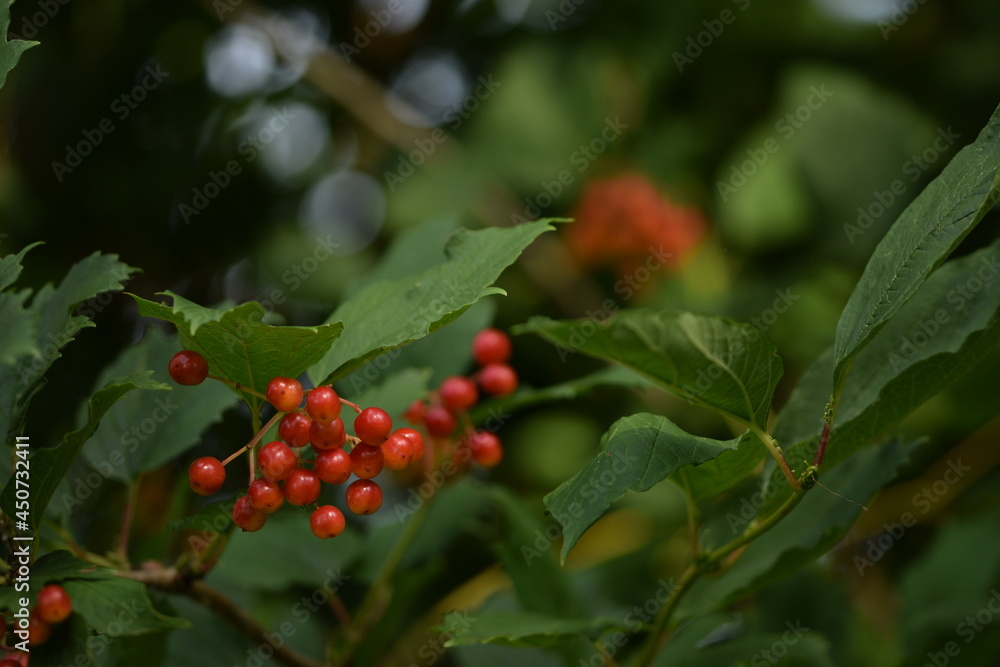 Viburnum ripening fruits among green leaves. Viburnum ripening fruits among green leaves.