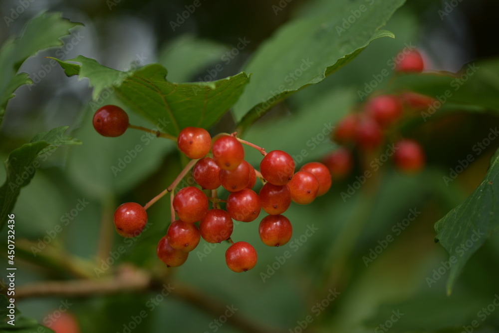 Viburnum ripening fruits on branch.