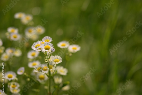 Daisy fleabane flowers on green bokeh background, wild flowers background with space for text.