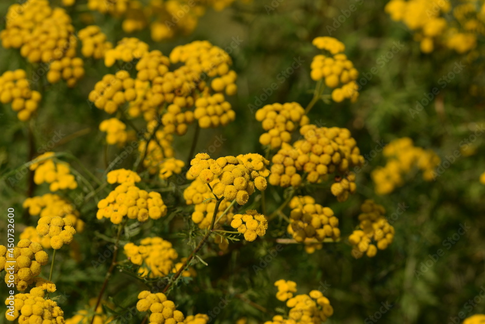 Tanacetum vulgare flowers on summer wild meadow. Tanacetum vulgare flowers on summer wild meadow.