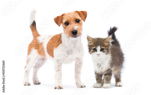 kitten and puppy stand together on a white background
