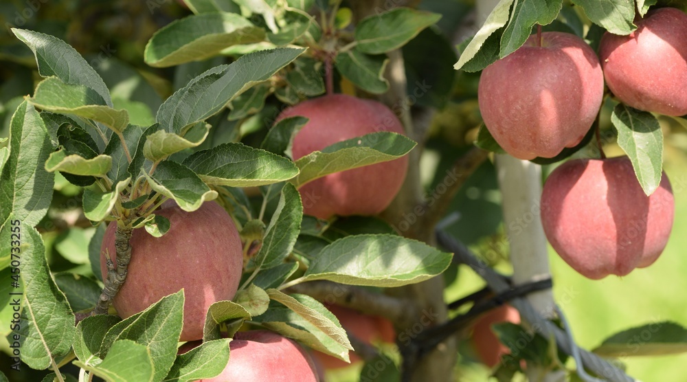 Apples ripening on apple tree tied to bamboo stick, apples variety