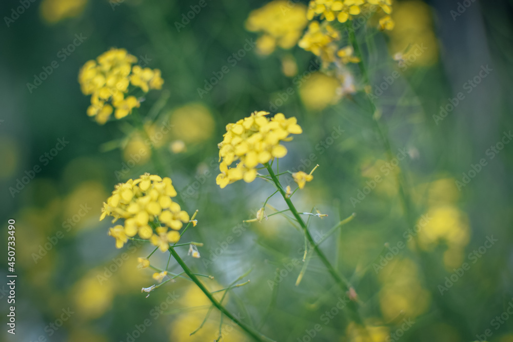 photo background yellow twigs and flowers with bokeh field summer photo background yellow twigs and flowers with bokeh field summer