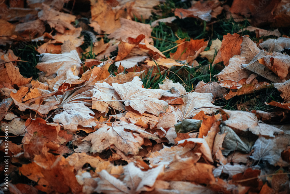 maple leaf frost autumn frost