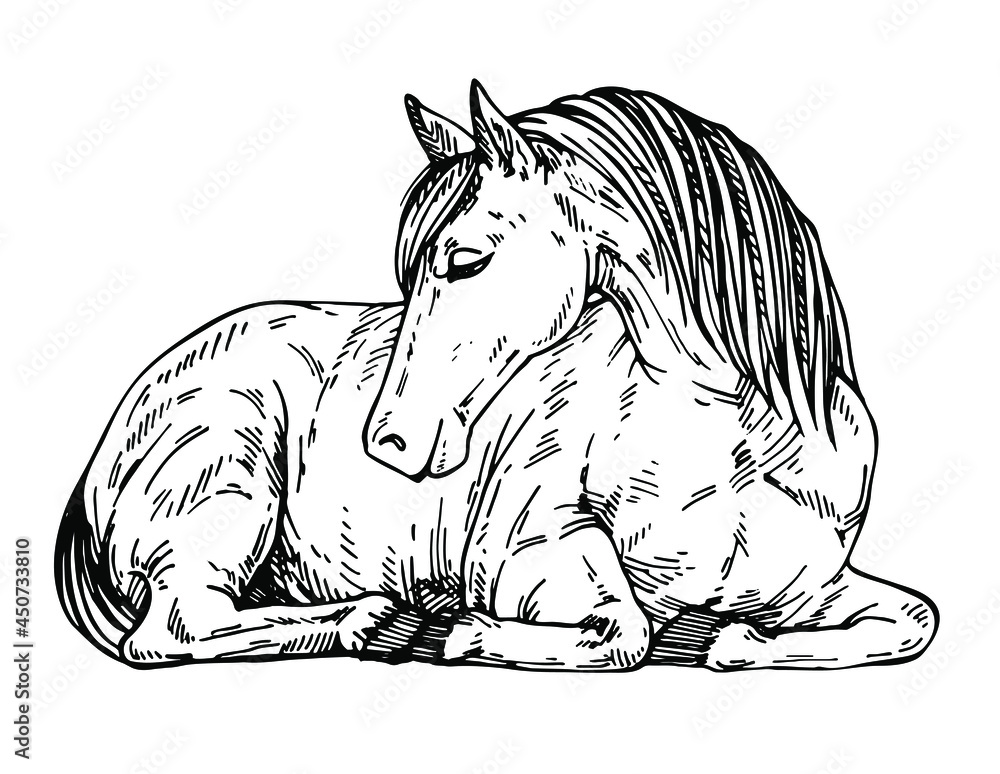 Sketch Cute horse lying down. Pony at rest. Ink hand drawn illustration