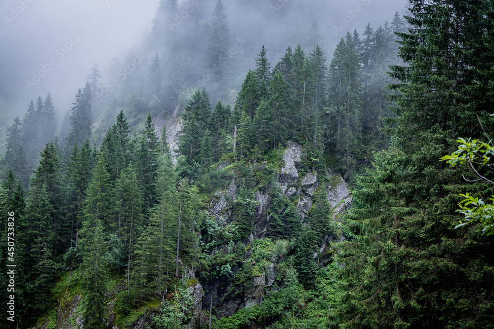 Mist in the fir tree forest of the Austrian Alps - great mountain view - travel photography