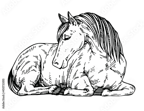  Sketch Cute horse lying down. Pony at rest. Ink hand drawn illustration
