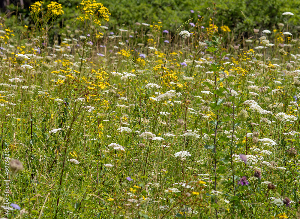 Obraz premium Wildblumenwiese