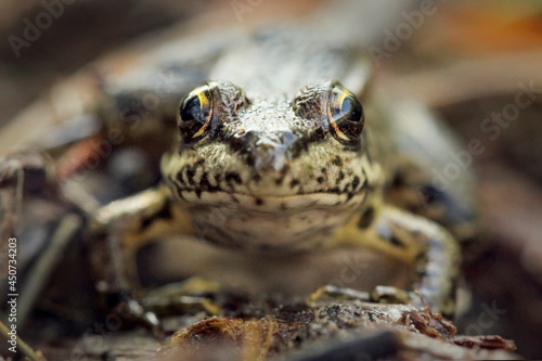 Small frog close-up, sitting on the bark of a log