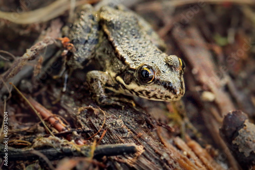 Small frog close-up, sitting on the bark of a log