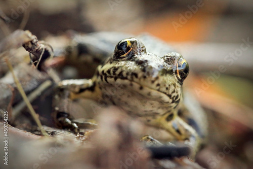 Small frog close-up, sitting on the bark of a log