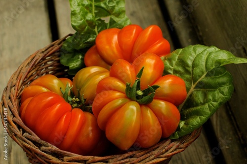 Harvest of heirloom tomatoes, Italian variety 
